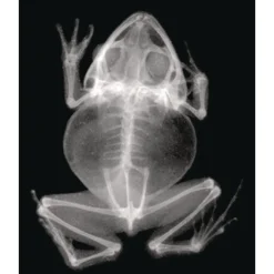 Animal X-Rays - Set of 13