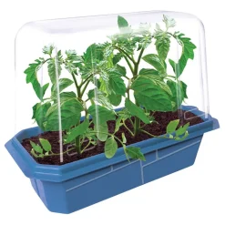 Beefsteak Tomatoes