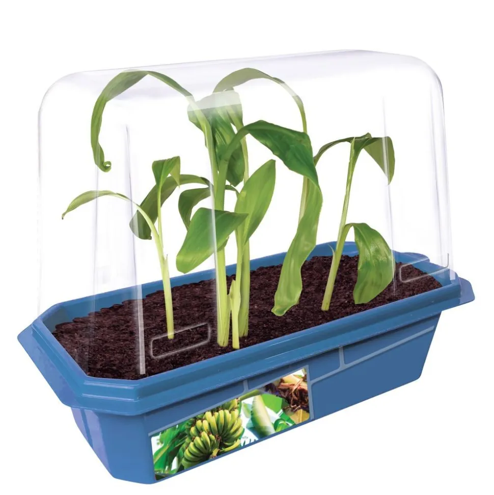 Bountiful Bananas
