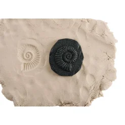 Bug & Fossil Set - 16 Pieces