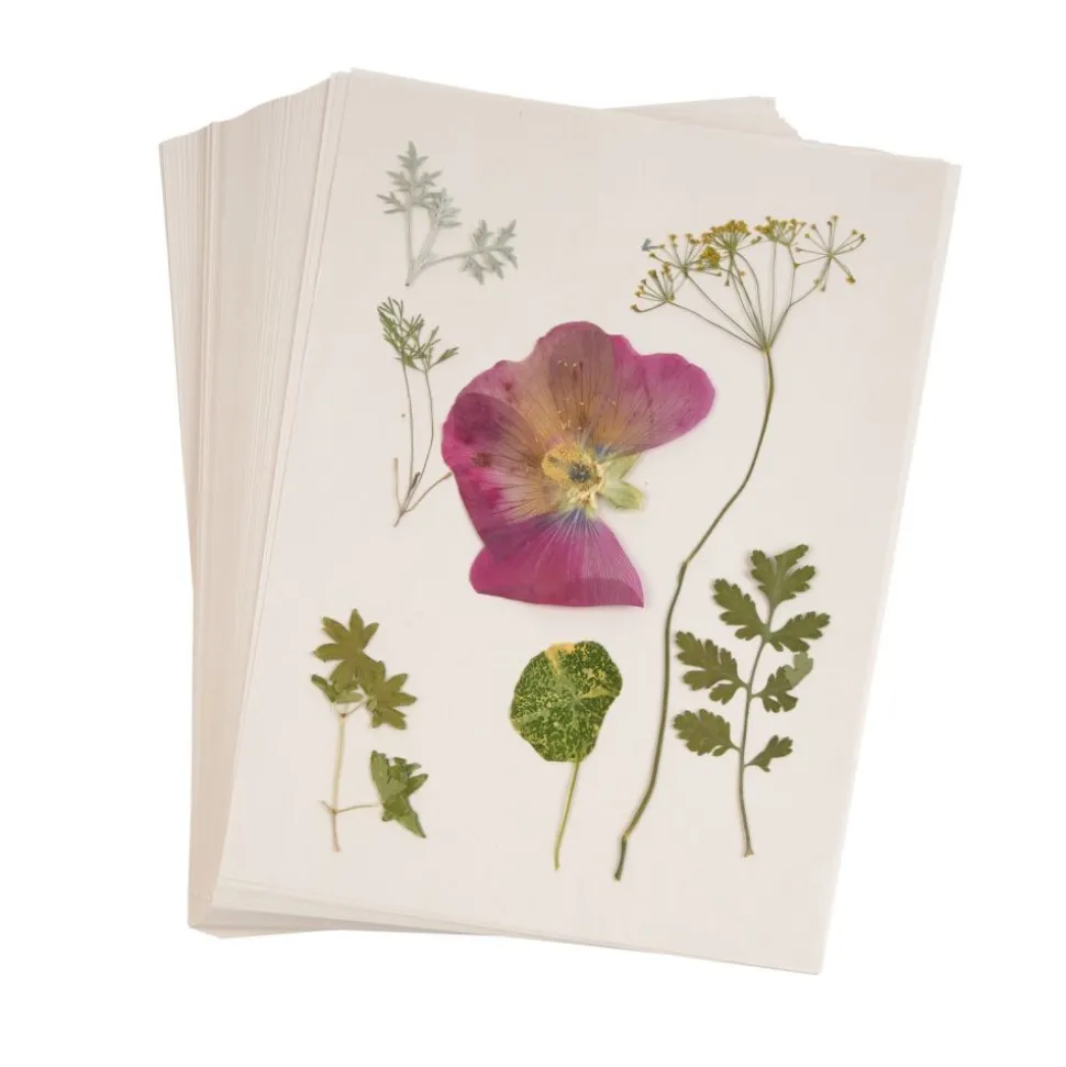 Colorations® Specimen Press Paper - 200-Pack Blotting Sheets