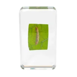 Excellerations® Acrylic Butterfly Life Cycle Specimens - Set of 4