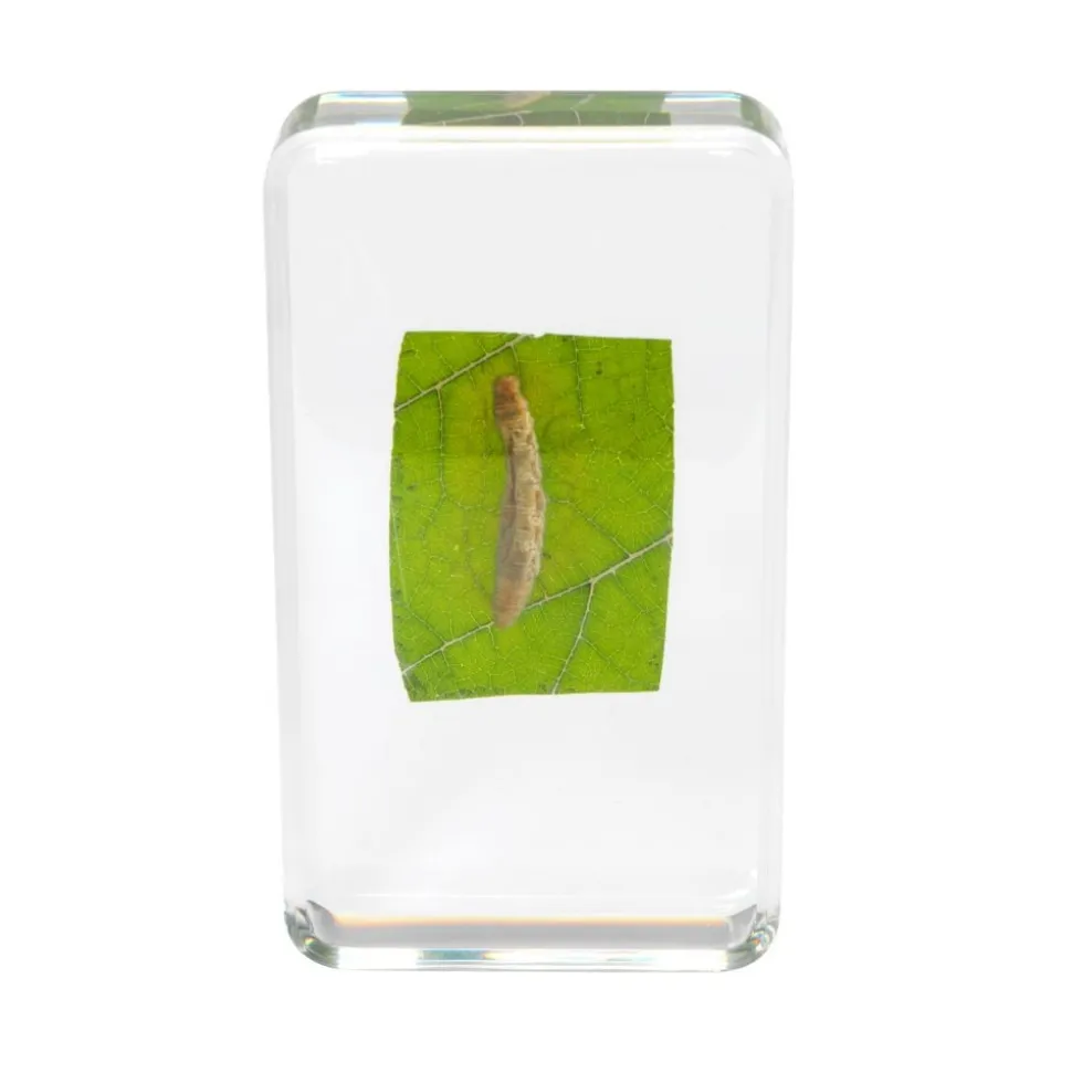 Excellerations® Acrylic Butterfly Life Cycle Specimens - Set of 4