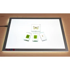 Excellerations® Acrylic Butterfly Life Cycle Specimens - Set of 4