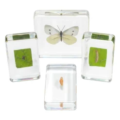 Excellerations® Acrylic Butterfly Life Cycle Specimens - Set of 4
