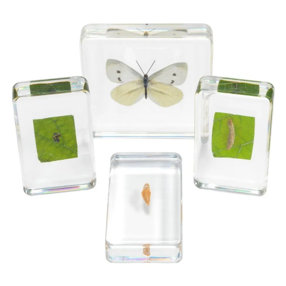 Excellerations® Acrylic Butterfly Life Cycle Specimens - Set of 4