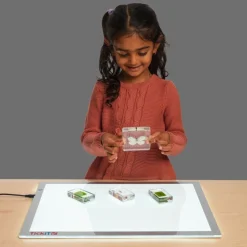 Excellerations® Acrylic Butterfly Life Cycle Specimens - Set of 4