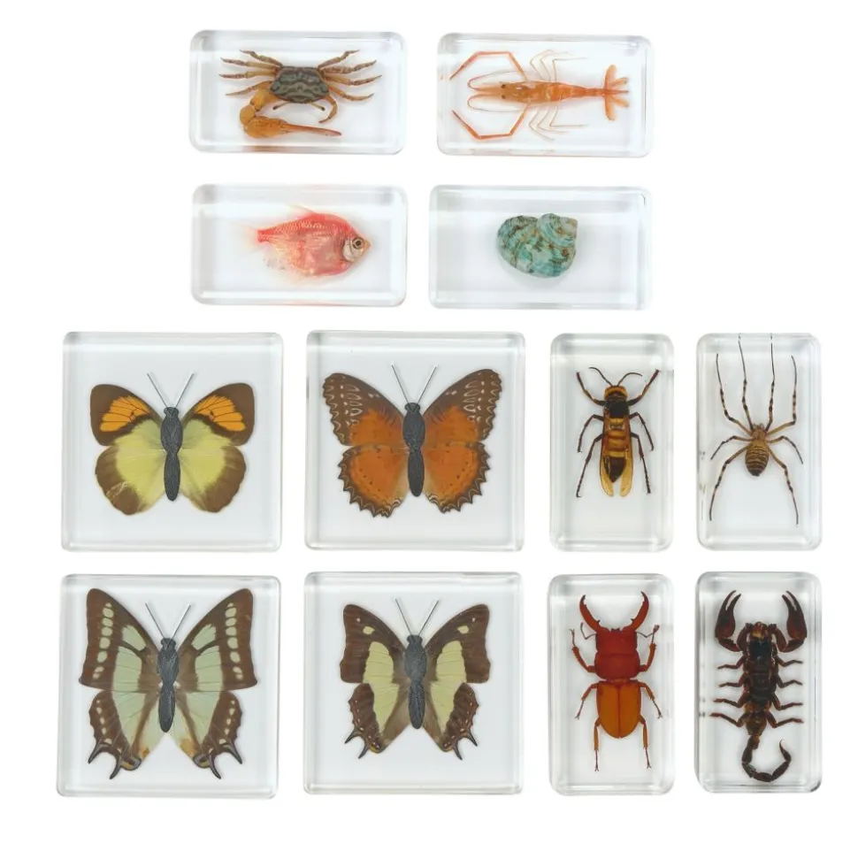 Excellerations® Acrylic Butterflies, Bugs and Sea Specimens - Set of 12
