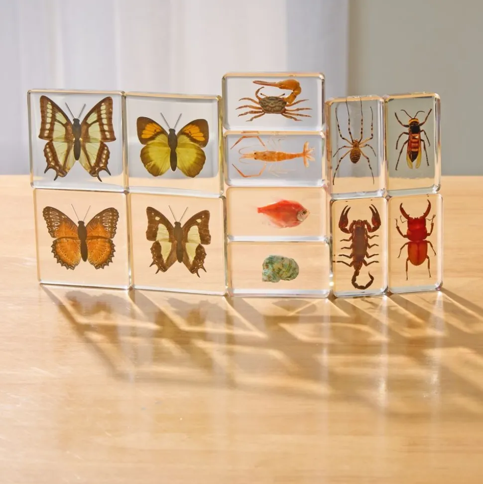 Excellerations® Acrylic Butterflies, Bugs and Sea Specimens - Set of 12
