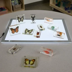 Excellerations® Acrylic Butterflies, Bugs and Sea Specimens - Set of 12