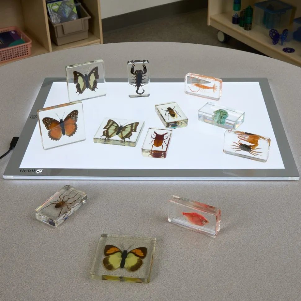 Excellerations® Acrylic Butterflies, Bugs and Sea Specimens - Set of 12