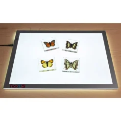 Excellerations® Acrylic Butterfly Specimens - Set of 4