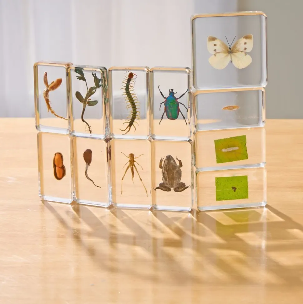 Excellerations® Acrylic Garden Friends, Butterfly and Plant Life Cycle Specimens - Set of 12
