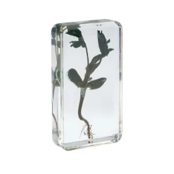 Excellerations® Acrylic Garden Friends, Butterfly and Plant Life Cycle Specimens - Set of 12