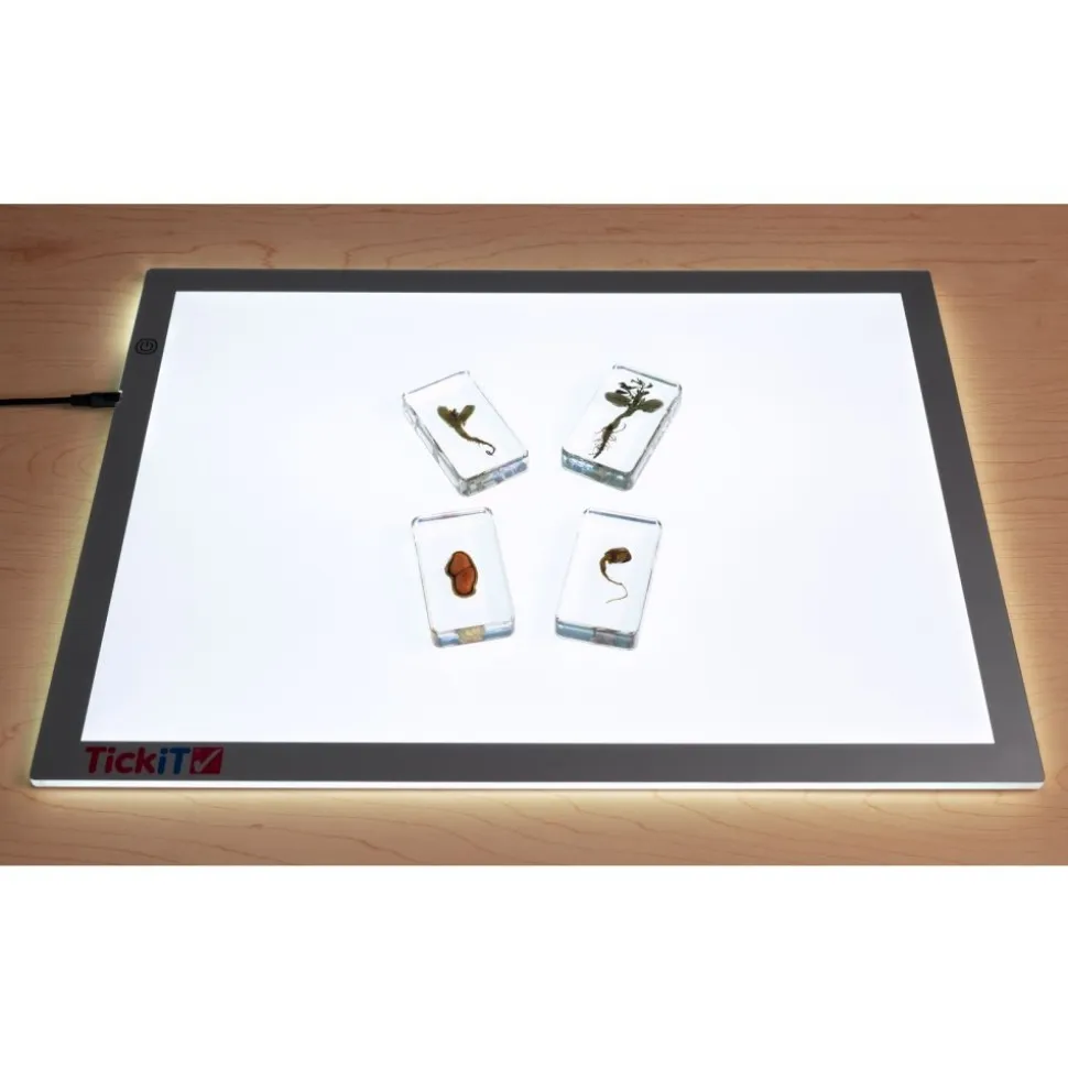 Excellerations® Acrylic Peanut Life Cycle Specimens - Set of 4