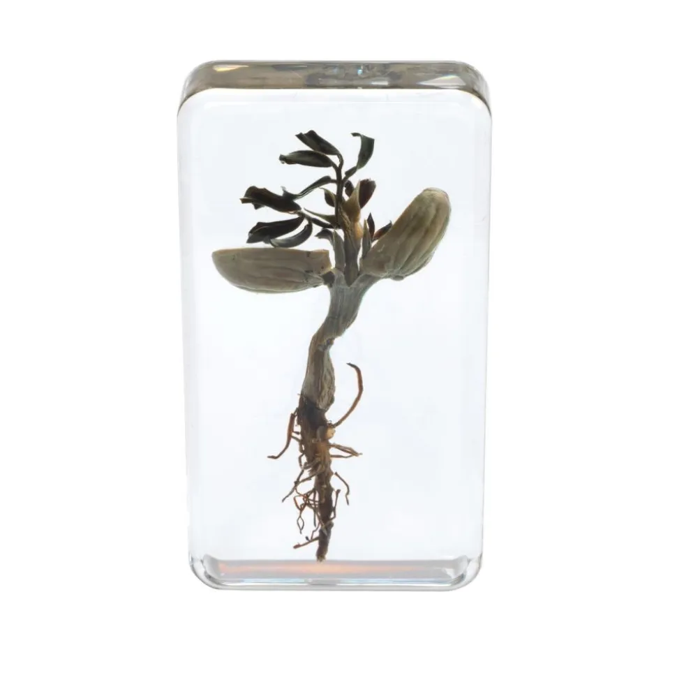 Excellerations® Acrylic Peanut Life Cycle Specimens - Set of 4