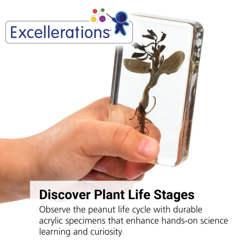 Excellerations® Acrylic Peanut Life Cycle Specimens - Set of 4