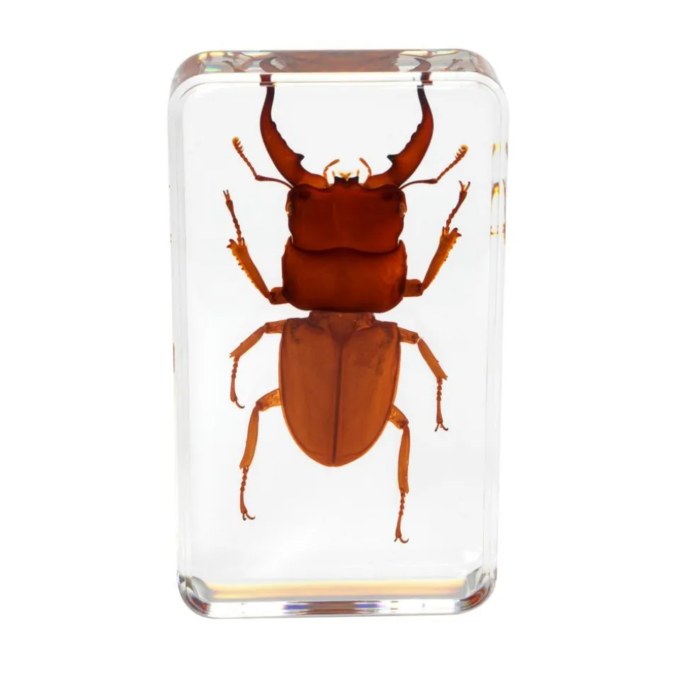 Excellerations® Acrylic Scary Bug Specimens - Set of 4