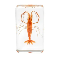 Excellerations® Acrylic Under the Sea Specimens - Set of 4