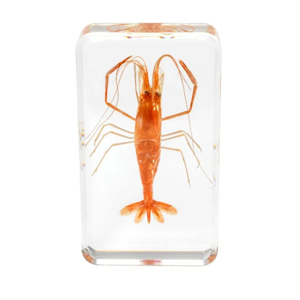 Excellerations® Acrylic Under the Sea Specimens - Set of 4