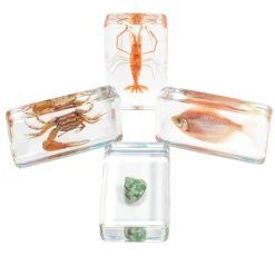 Excellerations® Acrylic Under the Sea Specimens - Set of 4