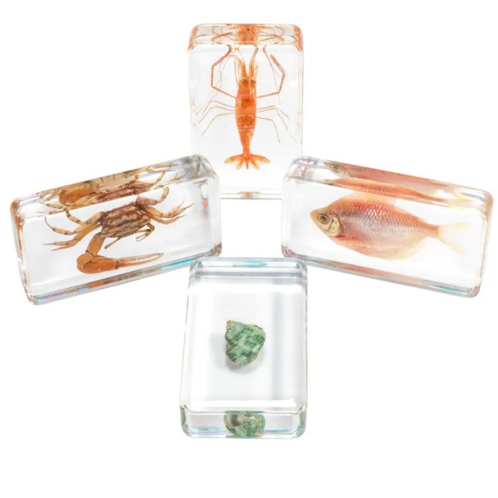 Excellerations® Acrylic Under the Sea Specimens - Set of 4