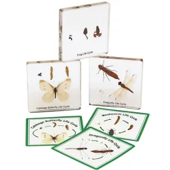 Excellerations® Insect Life Cycle Specimens - Set of 5