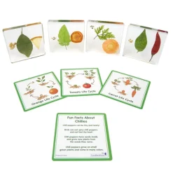 Excellerations® SpeciFun™ 4 Fruit + Vegetable Lifecycle Tiles & Cards