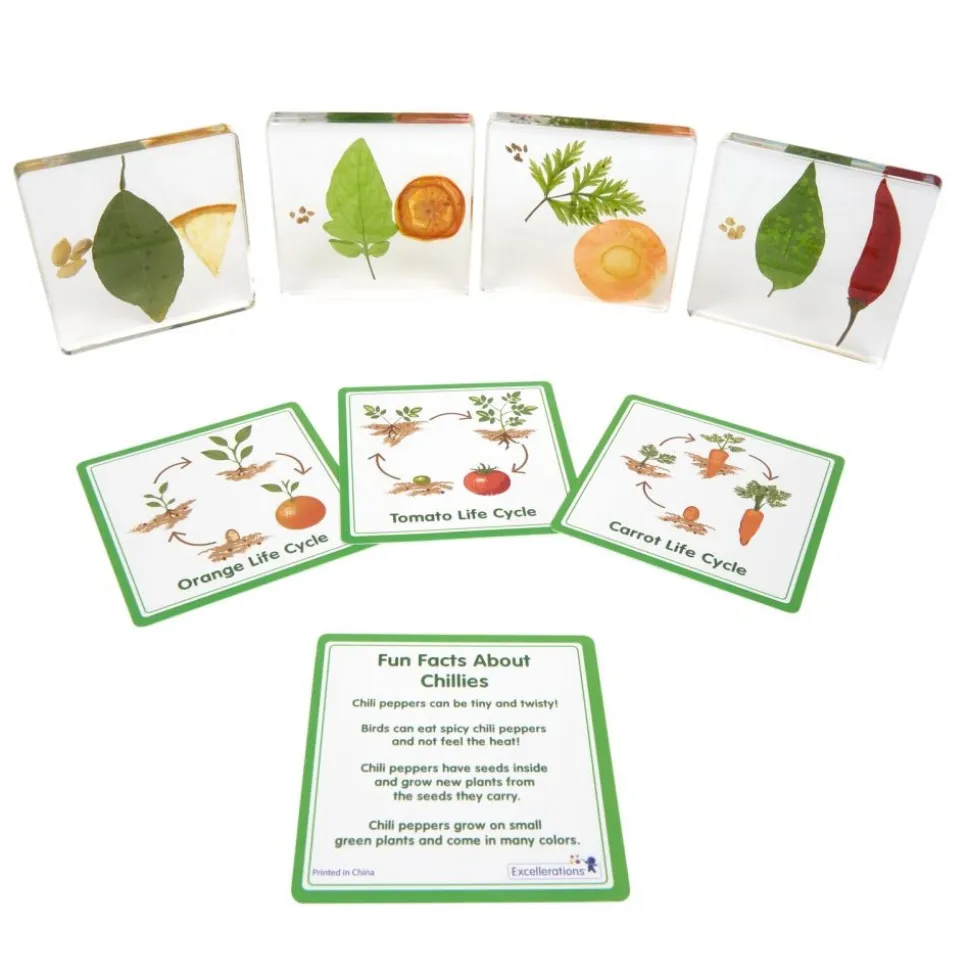 Excellerations® SpeciFun™ 4 Fruit + Vegetable Lifecycle Tiles & Cards