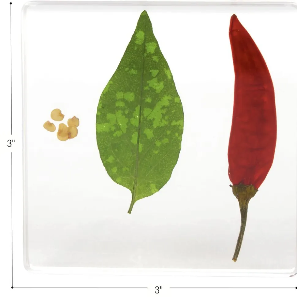 Excellerations® SpeciFun™ 4 Fruit + Vegetable Lifecycle Tiles & Cards