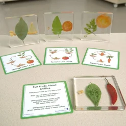 Excellerations® SpeciFun™ 4 Fruit + Vegetable Lifecycle Tiles & Cards