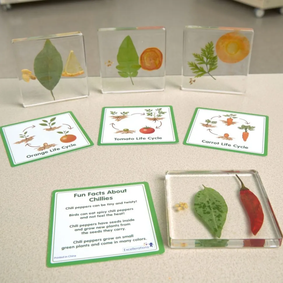 Excellerations® SpeciFun™ 4 Fruit + Vegetable Lifecycle Tiles & Cards