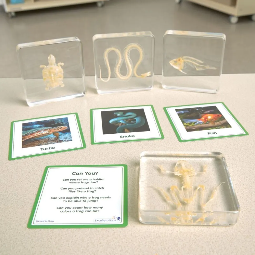 Excellerations® SpeciFun™ 4 Skeleton Specimen Tiles & Cards