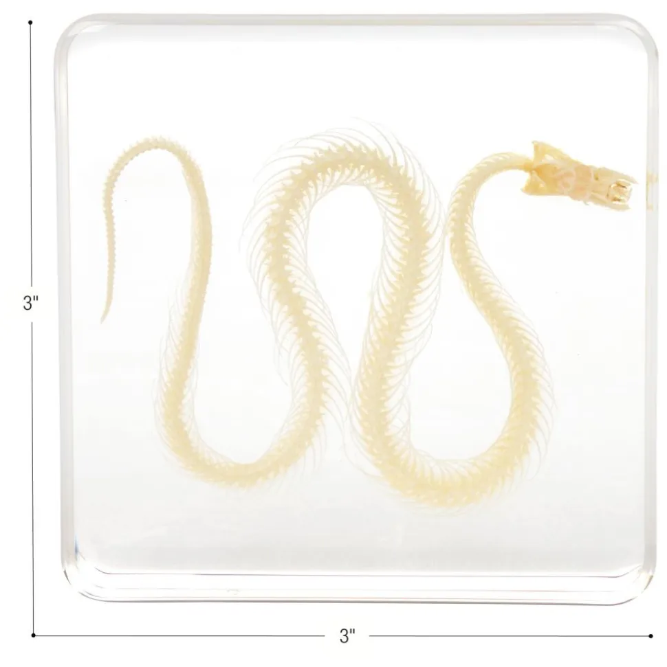 Excellerations® SpeciFun™ 4 Skeleton Specimen Tiles & Cards