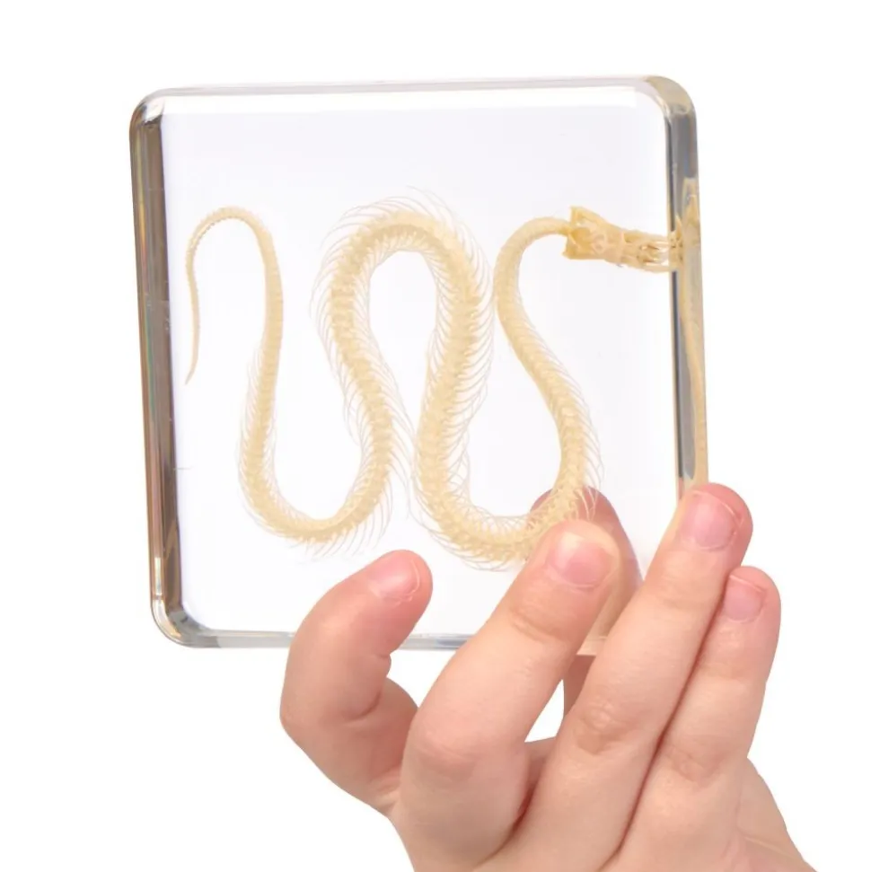 Excellerations® SpeciFun™ 4 Skeleton Specimen Tiles & Cards