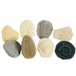 Fossil Stones - Set of 8