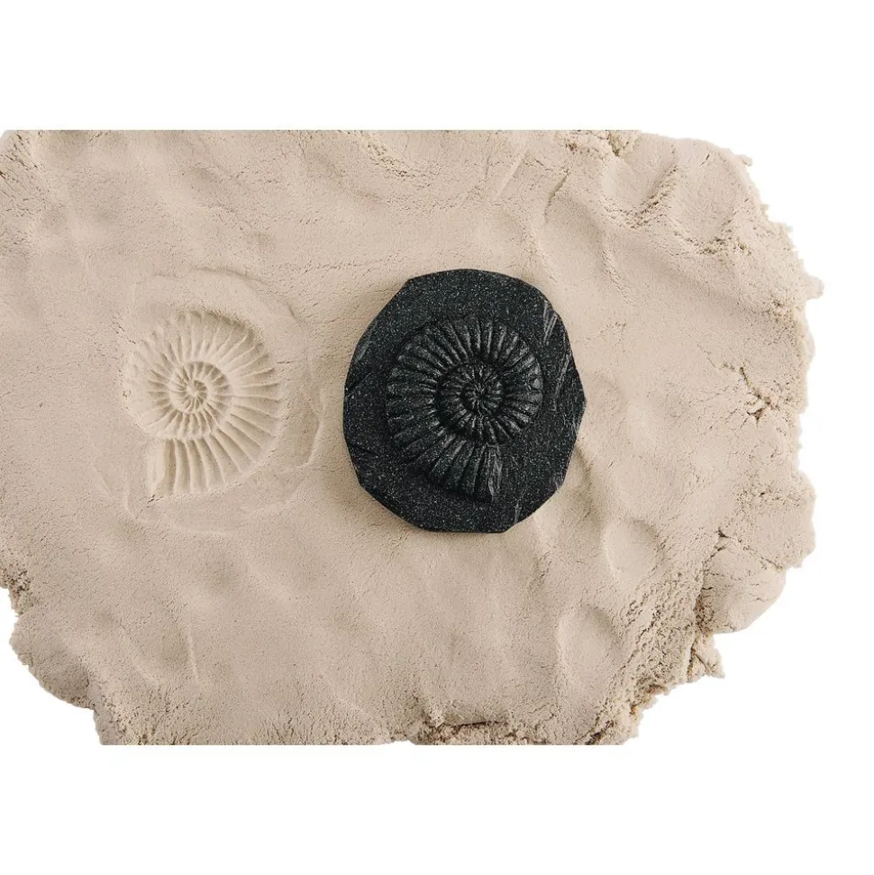 Fossil Stones - Set of 8