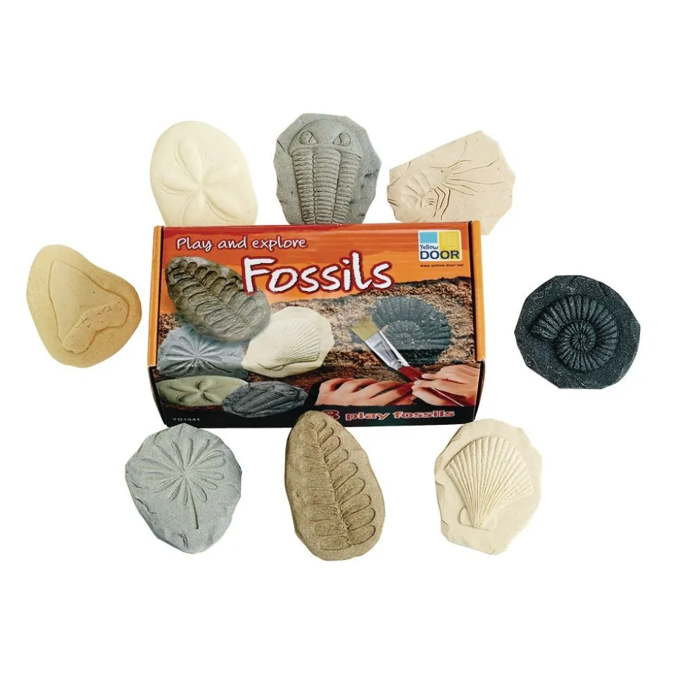 Fossil Stones - Set of 8