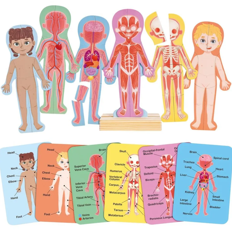 Human Body Magnetic Puzzle - 63pcs