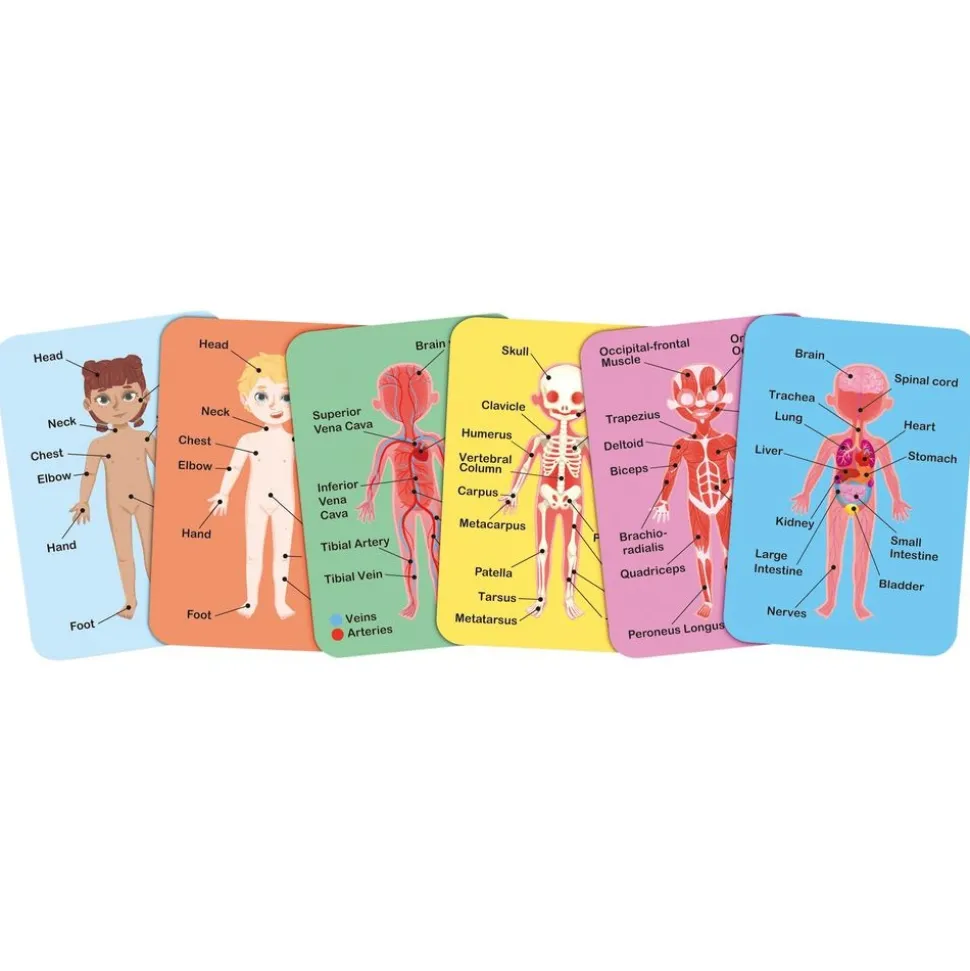 Human Body Magnetic Puzzle - 63pcs