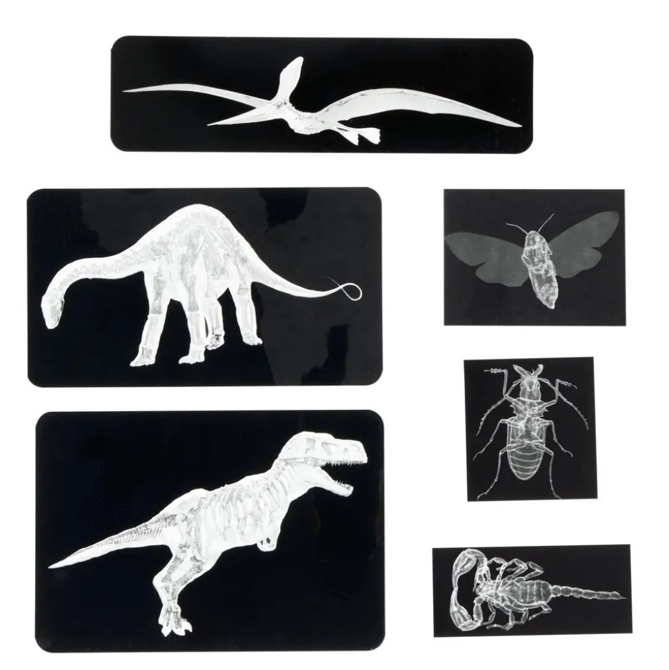 Insect & Dinosaur X-Rays - 96 cards