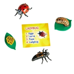 Life Cycle Figurines - 24 Pieces