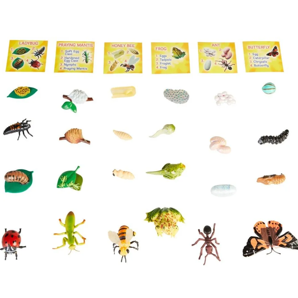 Life Cycle Figurines - 24 Pieces