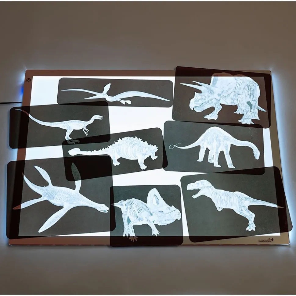Roylco® Discover Dinosaurs Picture Cards & X-Rays - 24 cards