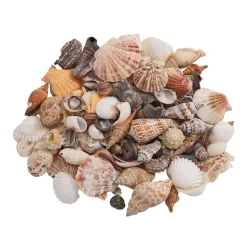 Sea Shells, Medium - 1 lb.