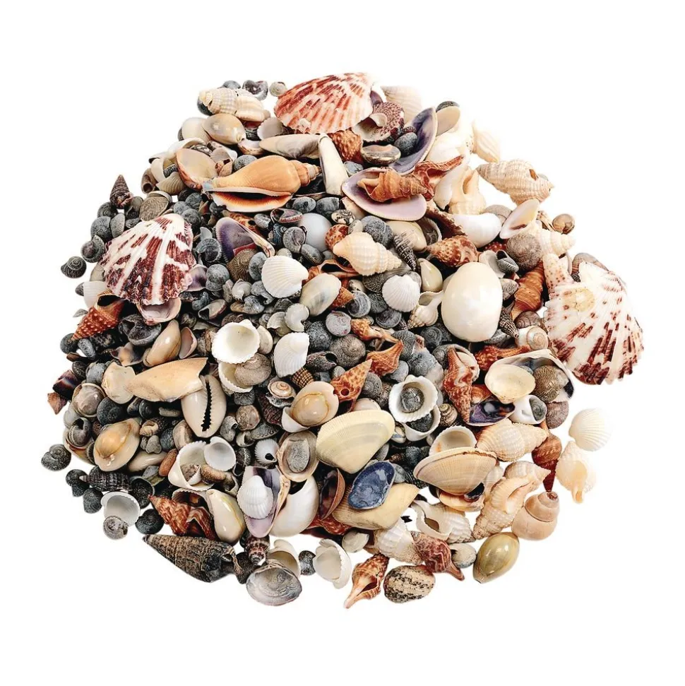 Sea Shells, Small - 1 lb.
