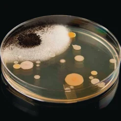 Steve Spangler Science® Growing Bacteria Kit