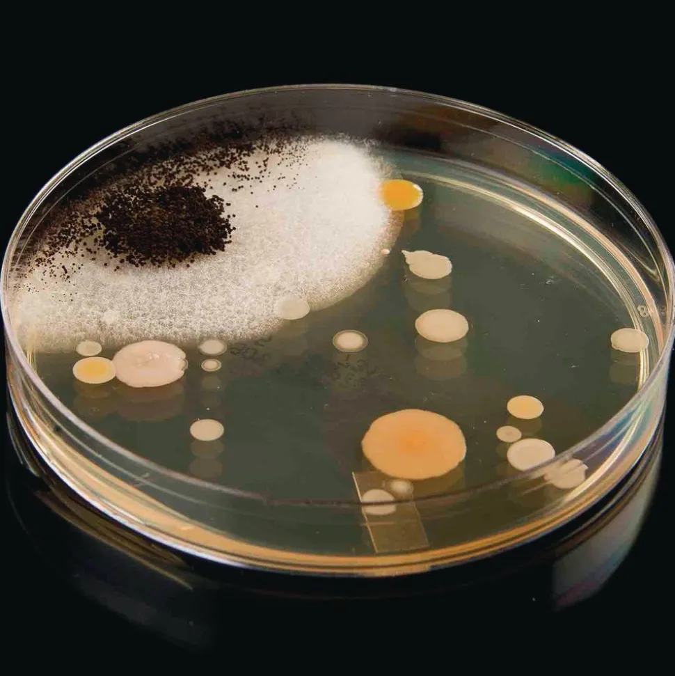 Steve Spangler Science® Growing Bacteria Kit