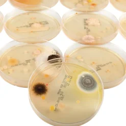 Steve Spangler Science® Growing Bacteria Kit